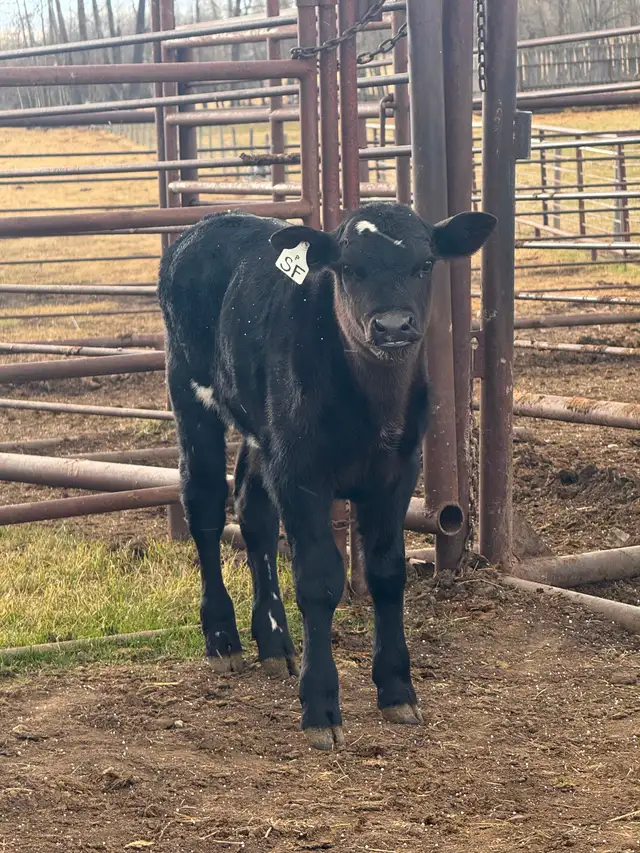 Holstein cow/calf pair - Photo 2