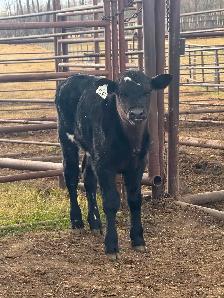 Holstein cow/calf pair - Photo 2