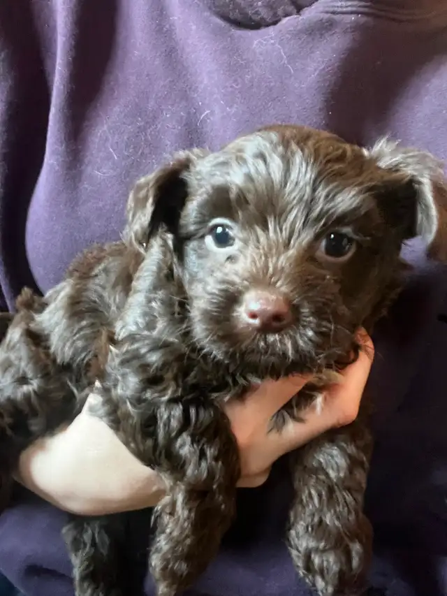 BEAUTIFUL YORKIES - Photo 2