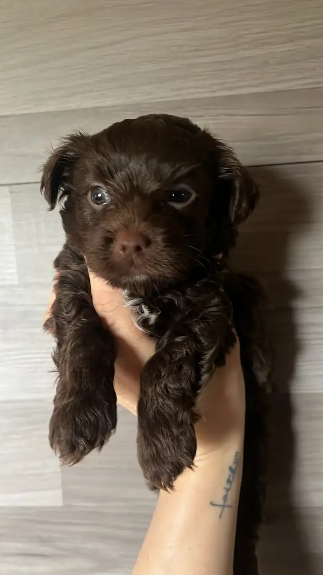 BEAUTIFUL YORKIES - Photo 3