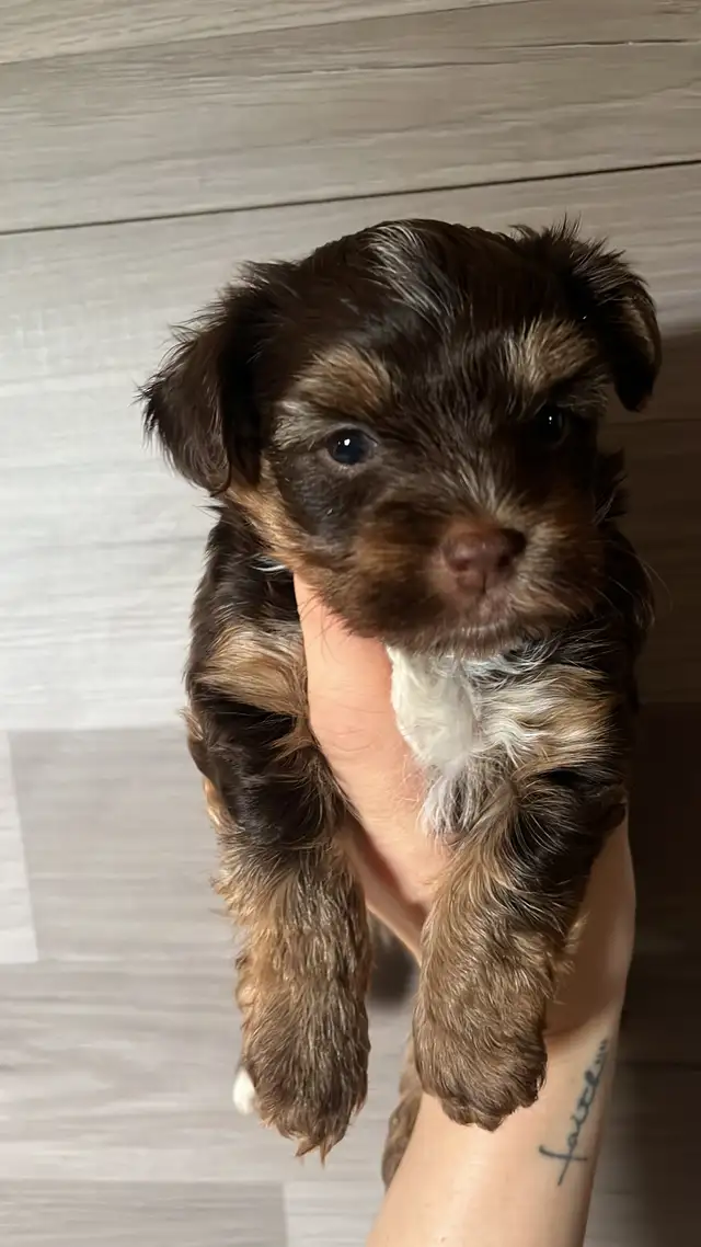 BEAUTIFUL YORKIES - Photo 4