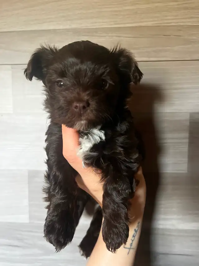 BEAUTIFUL YORKIES - Photo 5