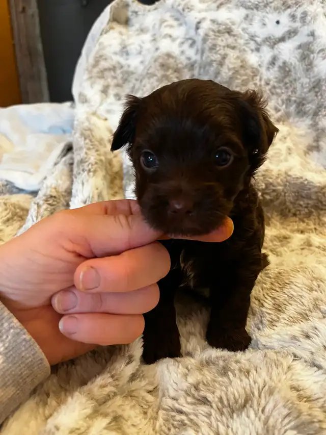 BEAUTIFUL YORKIES - Photo 6