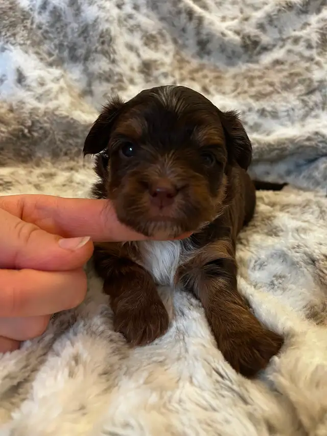 BEAUTIFUL YORKIES - Photo 7