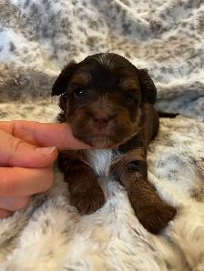 BEAUTIFUL YORKIES - Photo 7