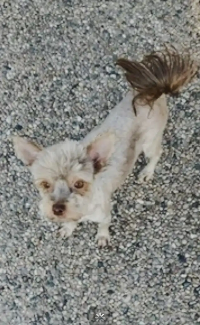 BEAUTIFUL YORKIES - Photo 8