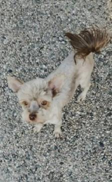BEAUTIFUL YORKIES - Photo 8