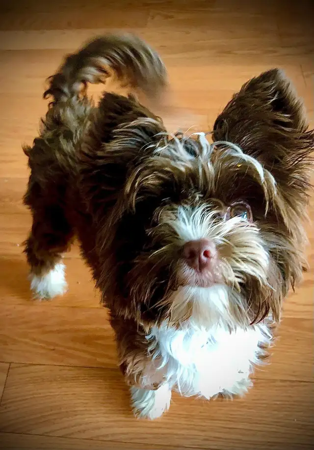 BEAUTIFUL YORKIES - Photo 9