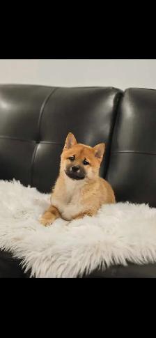 chiots shiba inu puppies