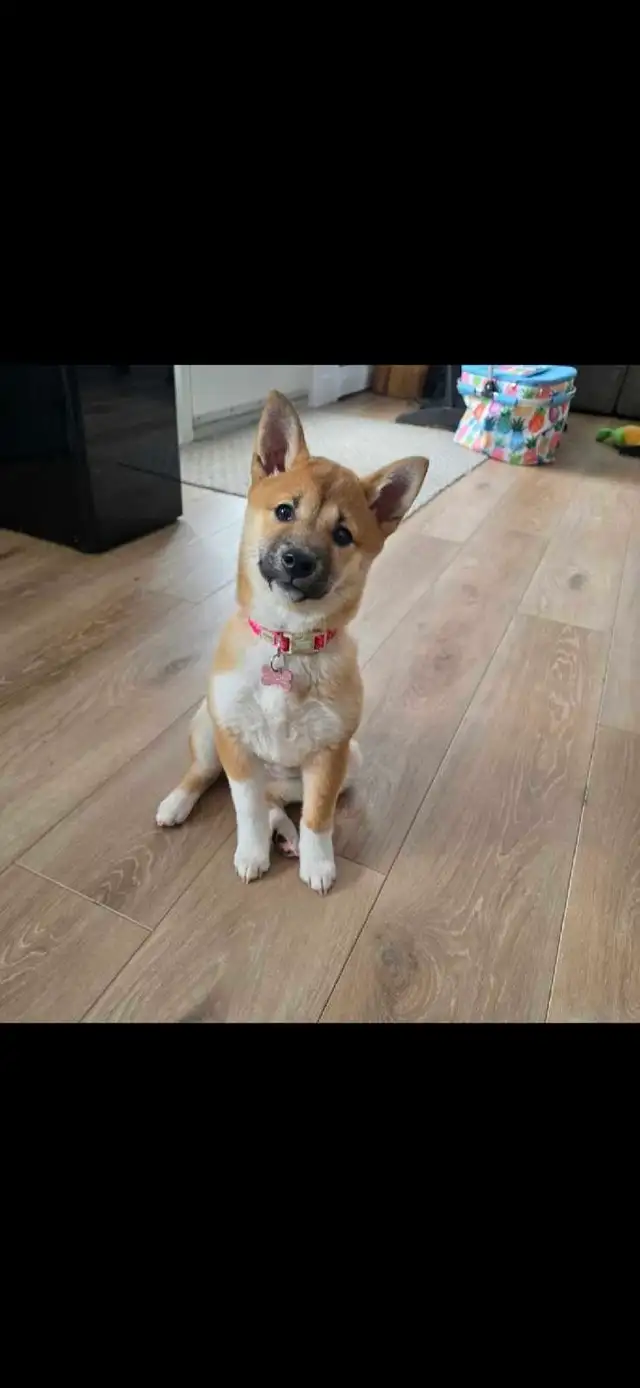 chiots shiba inu puppies - Photo 2