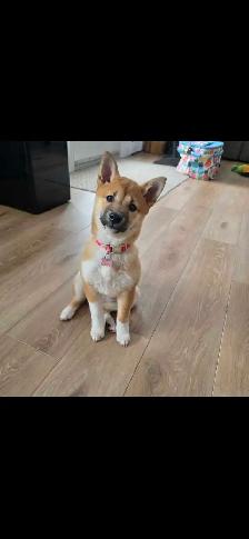 chiots shiba inu puppies - Photo 2