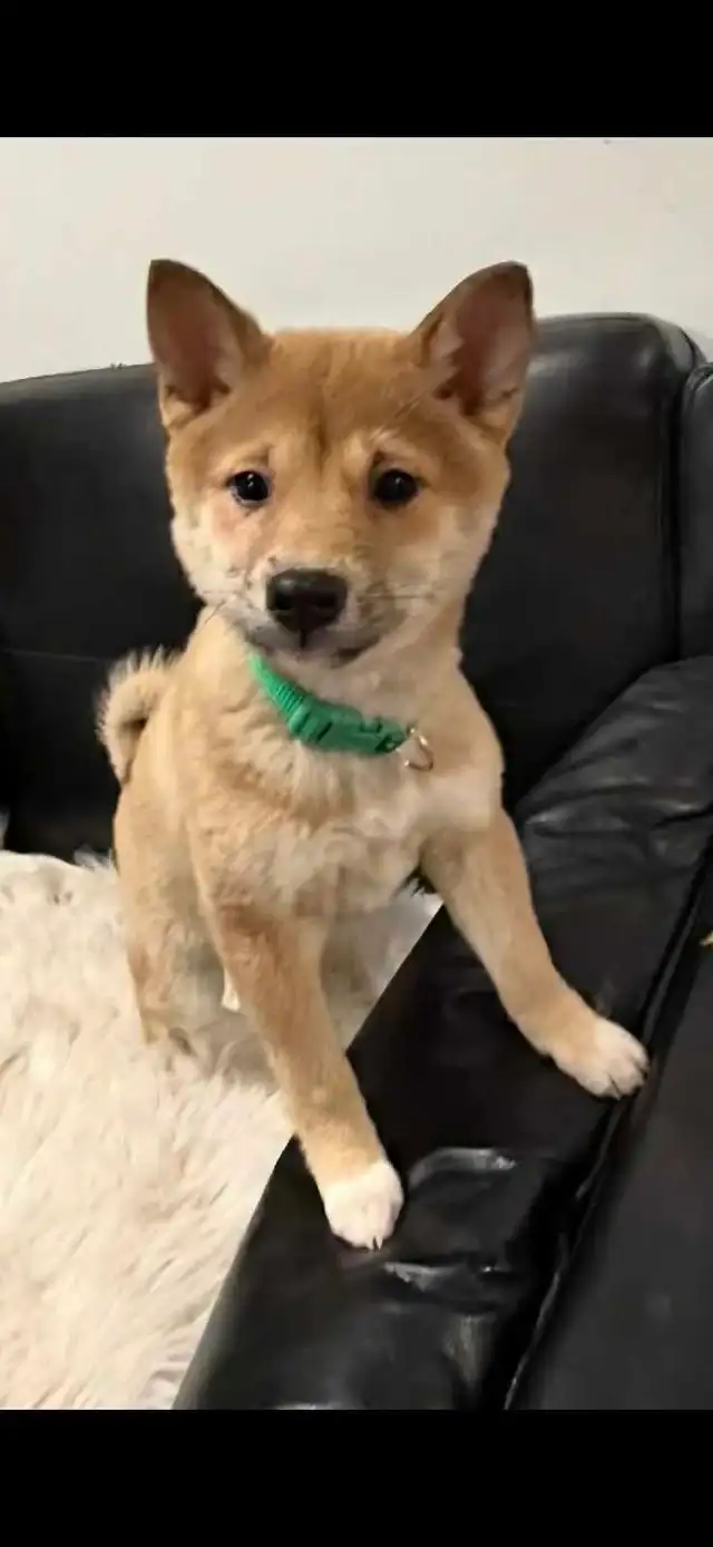 chiots shiba inu puppies - Photo 3