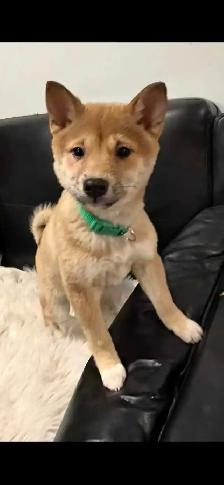 chiots shiba inu puppies - Photo 3