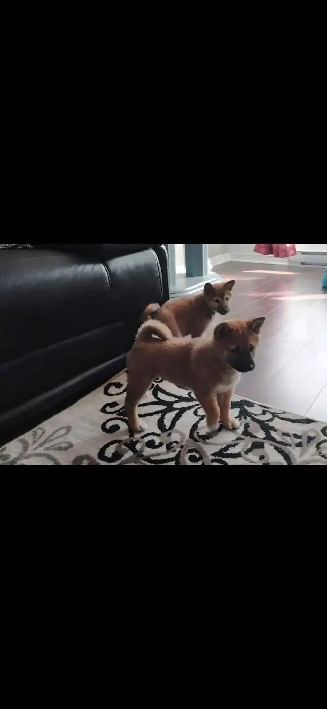 chiots shiba inu puppies - Photo 4