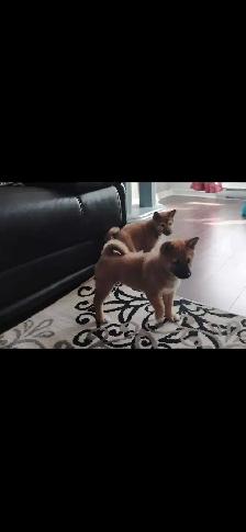 chiots shiba inu puppies - Photo 4