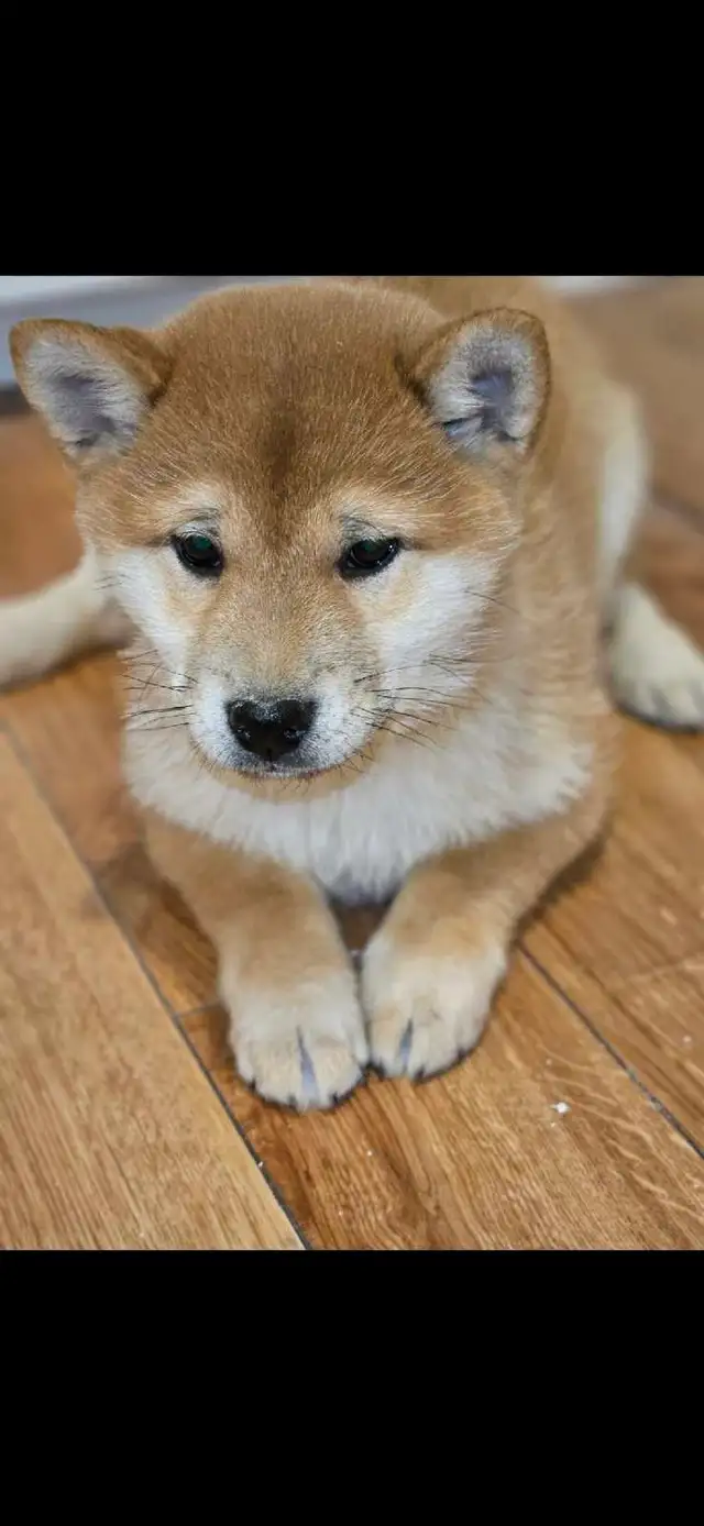 chiots shiba inu puppies - Photo 5