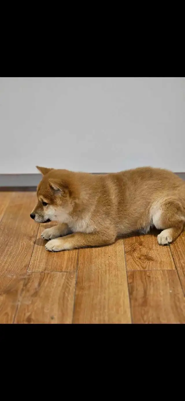 chiots shiba inu puppies - Photo 6