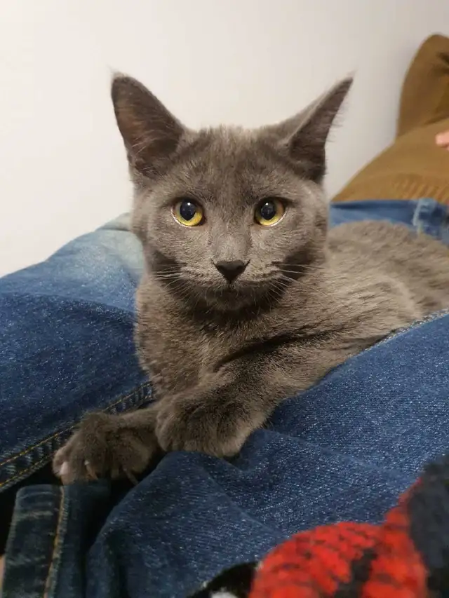 Lost my cat Violet around Lakeshore and Wilton Wednesday evening