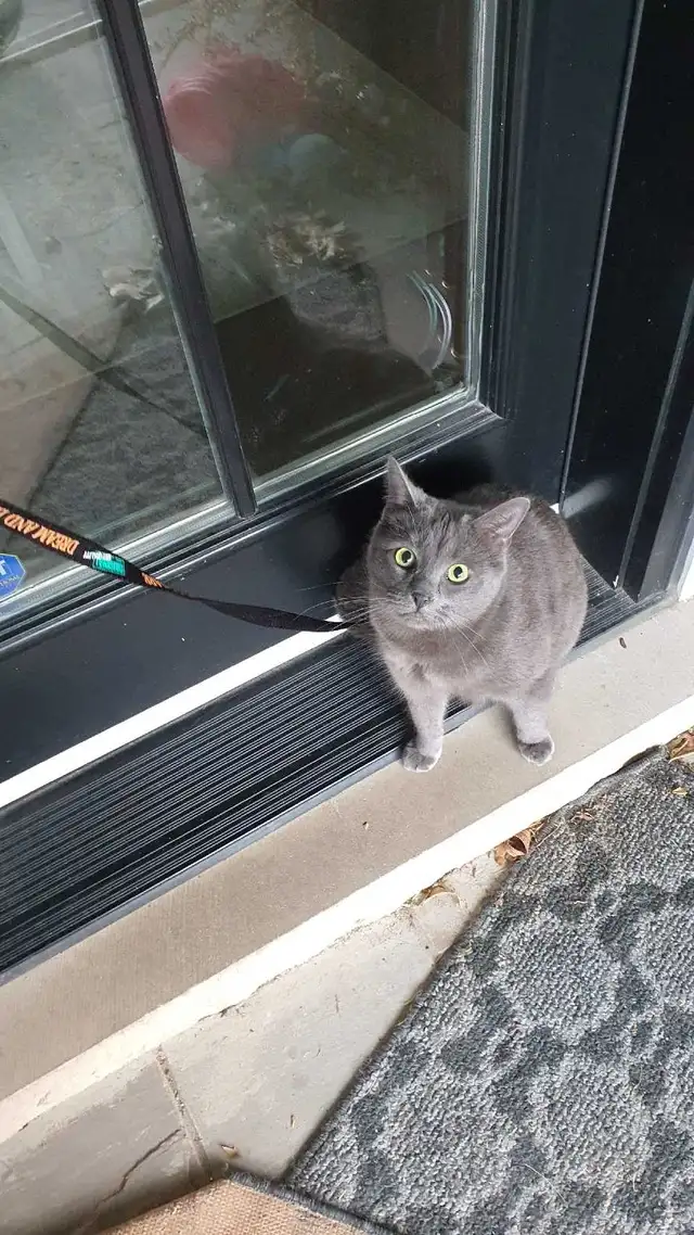 Lost my cat Violet around Lakeshore and Wilton Wednesday evening - Photo 2