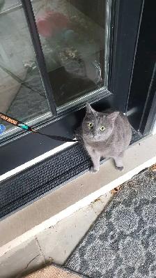 Lost my cat Violet around Lakeshore and Wilton Wednesday evening - Photo 2
