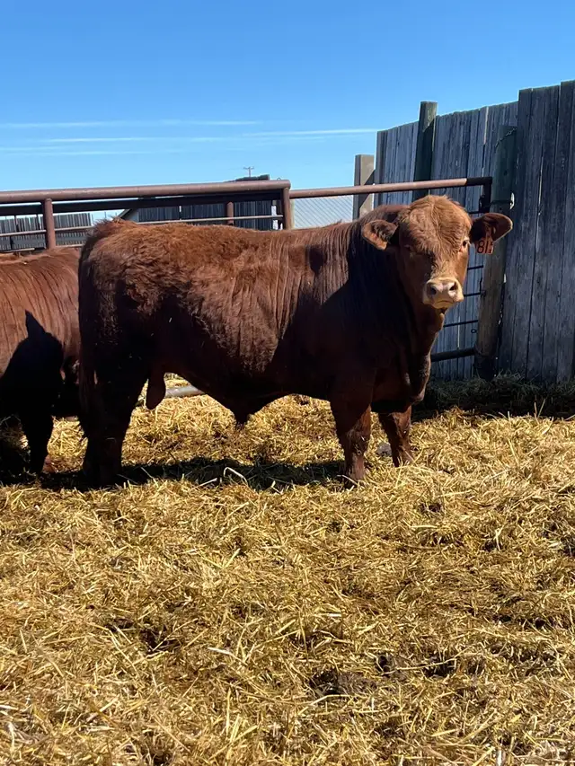 Registered Simmental Bull