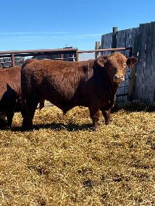 Registered Simmental Bull