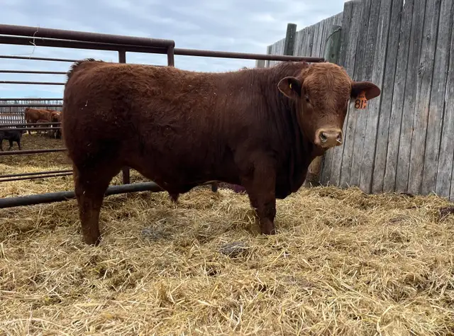 Registered Simmental Bull - Photo 2