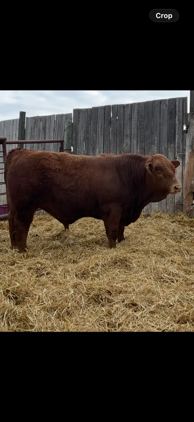Registered Simmental Bull - Photo 3