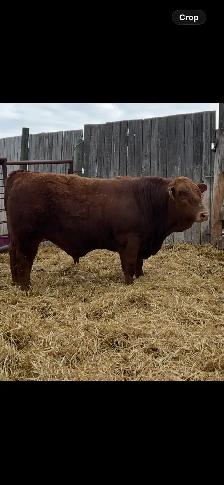 Registered Simmental Bull - Photo 3