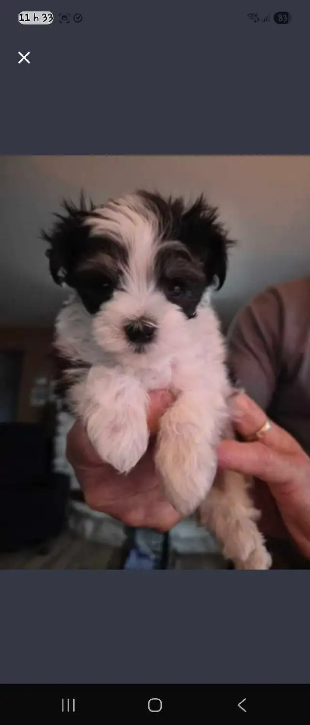 Magnifiques Morkies fem 7sems pèse 1.lb