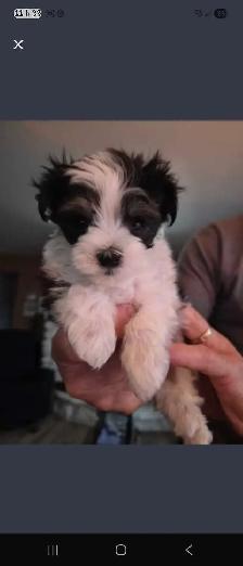 Magnifiques Morkies fem 7sems pèse 1.lb