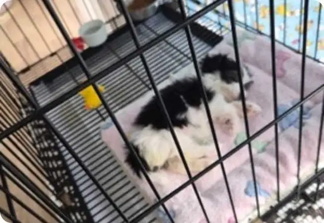 Magnifiques Morkies fem 7sems pèse 1.lb - Photo 2