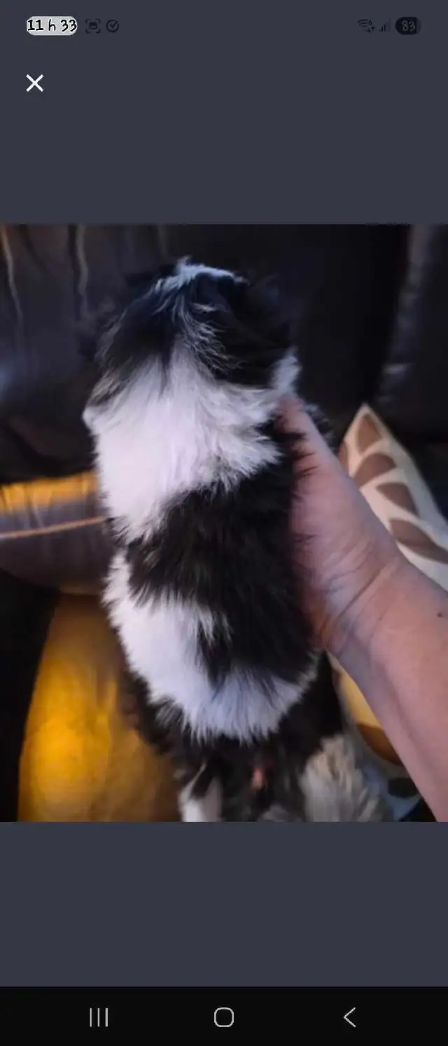 Magnifiques Morkies fem 7sems pèse 1.lb - Photo 3