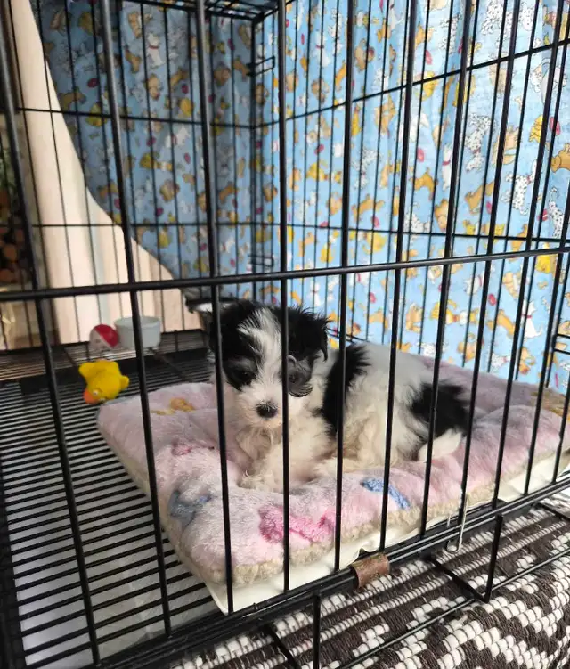 Magnifiques Morkies fem 7sems pèse 1.lb - Photo 4