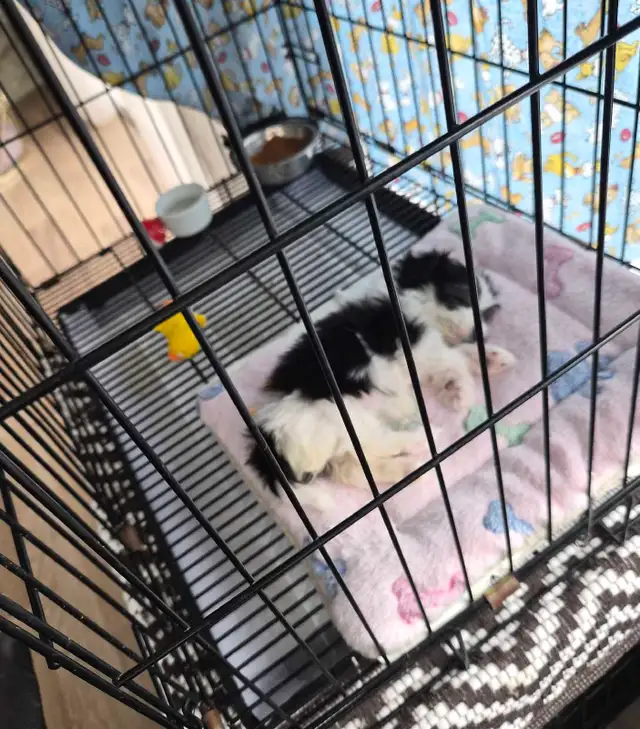 Magnifiques Morkies fem 7sems pèse 1.lb - Photo 5