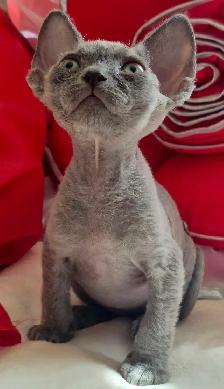 Devon-Rex - Photo 2