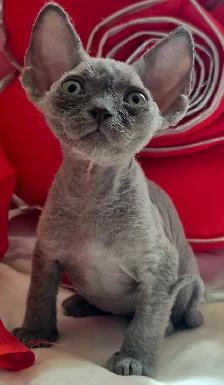 Devon-Rex - Photo 3