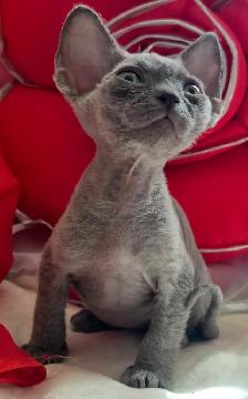 Devon-Rex - Photo 4
