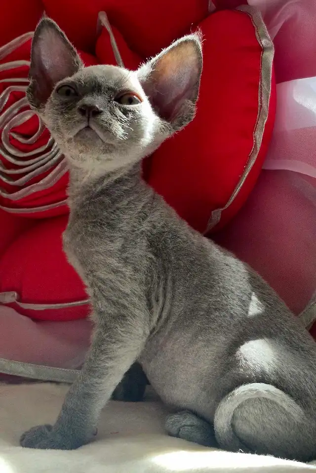 Devon-Rex - Photo 5