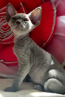 Devon-Rex - Photo 5