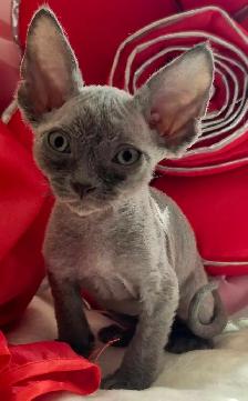 Devon-Rex - Photo 6