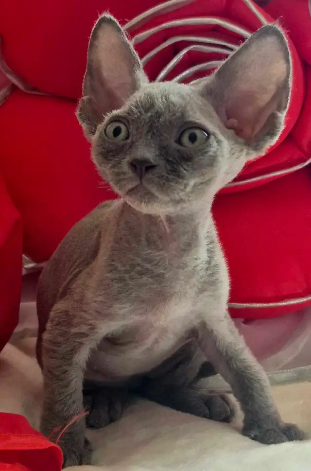 Devon-Rex - Photo 7