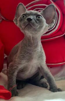 Devon-Rex - Photo 8