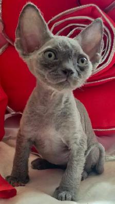 Devon-Rex - Photo 9