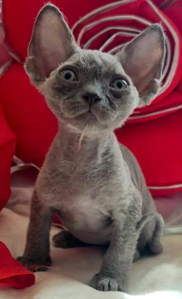 Devon-Rex - Photo 10