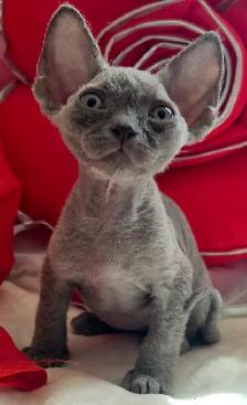 Devon-Rex - Photo 10