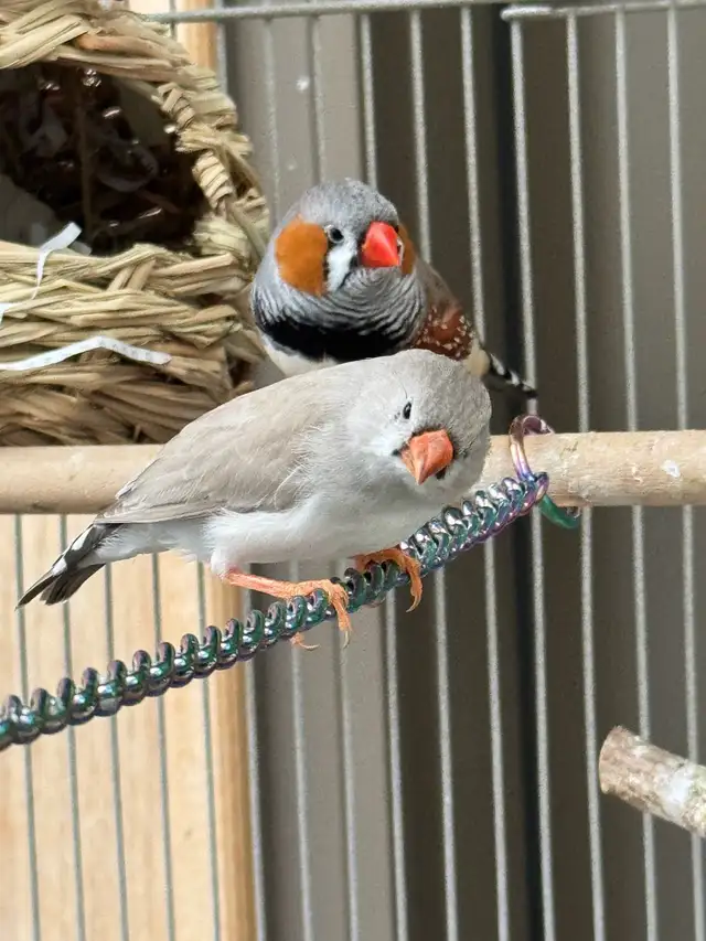 zebra finches