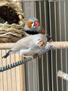zebra finches