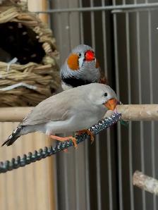 zebra finches - Photo 2