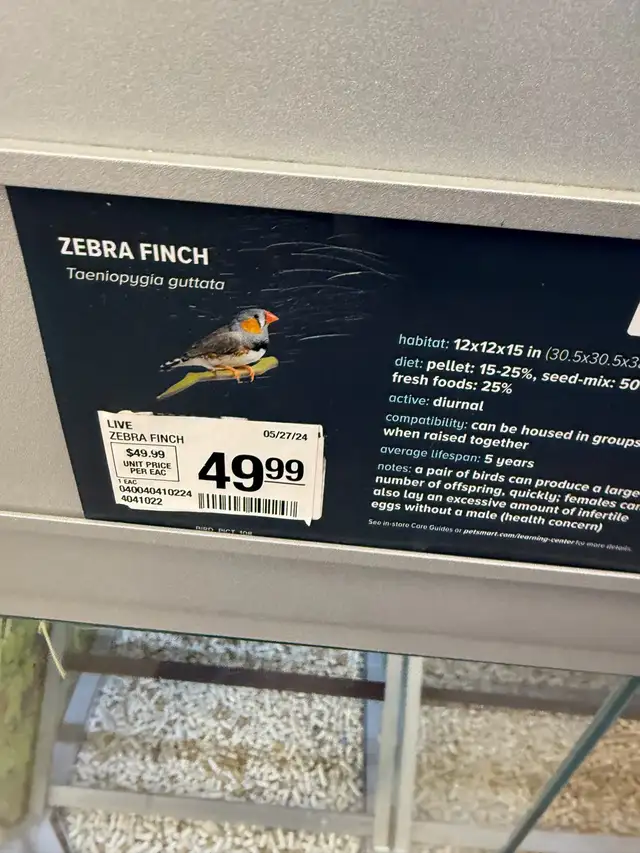 zebra finches - Photo 3